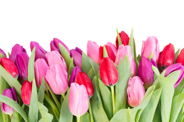 bouquet of  red and purple  tulip flowers