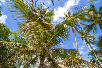 Obraz premium Tropical palms.
