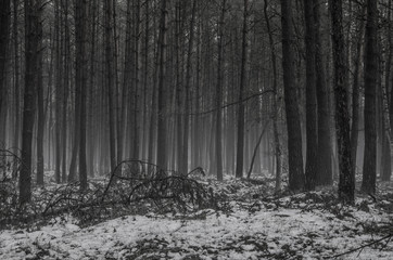 Wald in Winter