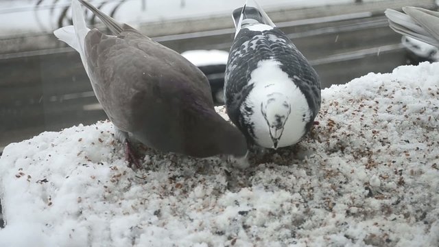 Pigeons couple feeding