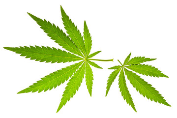 Two marijuana leaves
