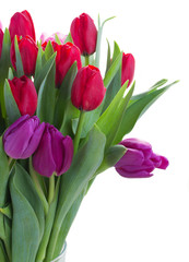 bouquet of  red and purple  tulip flowers