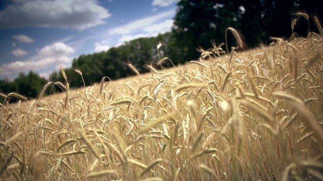 Wheat field slide in slow motion