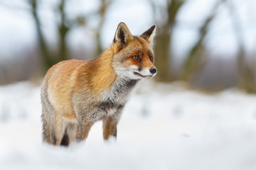 Naklejka na ściany i meble Red fox in the snow