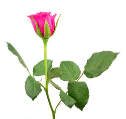 Obraz premium rose isolated on white background