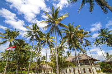 Fototapeta premium Tropical palms.