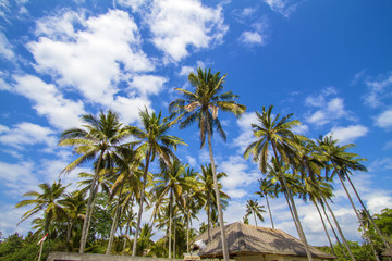 Fototapeta na wymiar Tropical palms.
