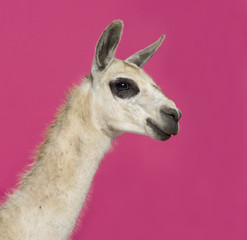 Obraz premium Close-up of a Llama in front of a pink background