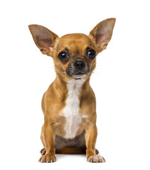 Chihuahua (1 year old)