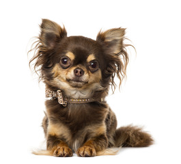 Chihuahua wearing a bow tie collar