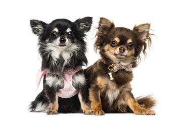 Two chihuahuas