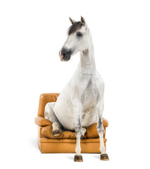 Obraz na płótnie Canvas Andalusian horse sitting on an armchair