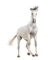 Fototapeta na wymiar Andalusian horse