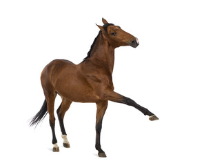 Fototapeta na wymiar Andalusian horse with a leg up