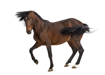 Obraz na płótnie Canvas Andalusian horse trotting
