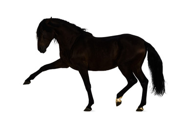 Andalusian horse performing Spanish walk
