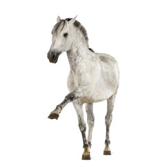 Andalusian horse with a leg up