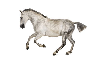 Fototapeta na wymiar Andalusian horse galloping