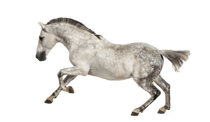 Obraz na płótnie Canvas Andalusian horse galloping