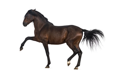 Obraz na płótnie Canvas Andalusian horse performing Spanish walk