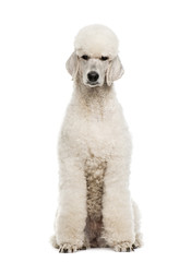 Poodle