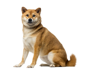 Shiba Inu (2 years old)