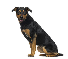 Crossbreed dog (18 months old)