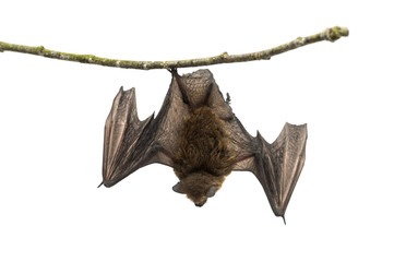 Old common bent-wing bat perched on a branch - obrazy, fototapety, plakaty