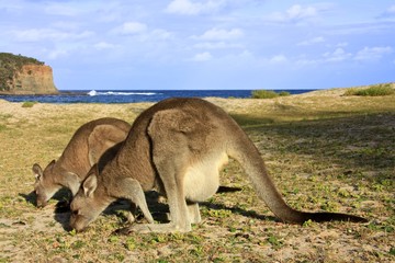 Naklejka na ściany i meble Kangaroo at Pebbly Beach, NSW, Australia