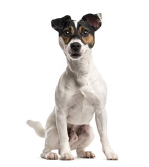 Jack Russell Terrier (16 months old)