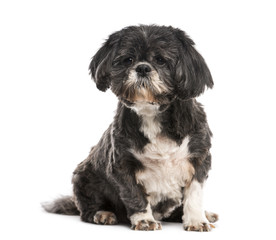 Shih Tzu (10 years old)