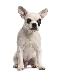 Obraz premium French Bulldog puppy (6 months old)
