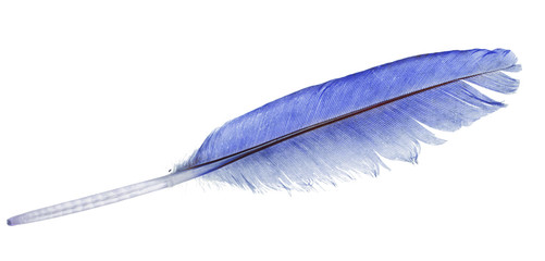 light blue straight feather on white