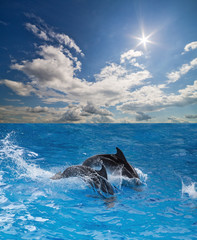Obraz premium grey dolphins in blue water under sun