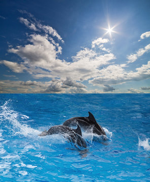 grey dolphins in blue water under sun