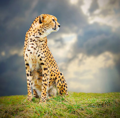 The Cheetah (Acinonyx jubatus) in african savanna.