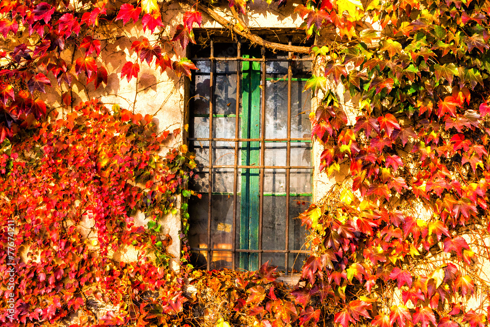 Wall mural Boston ivy and iron grate window