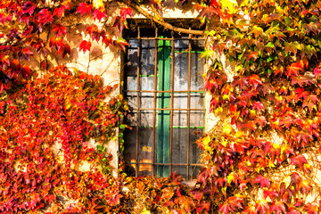 Boston ivy and iron grate window