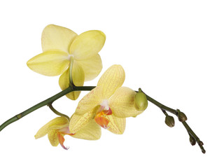 fine lemon yellow three orchids on white © Alexander Potapov