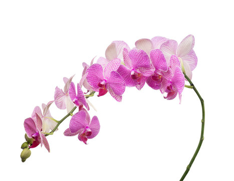 long branch with pink stripped orchids