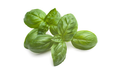Fresh basil leaves