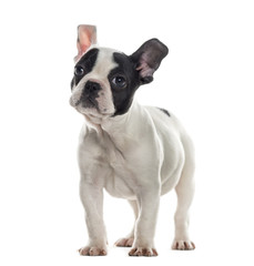 French Bulldog