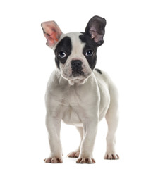 French Bulldog