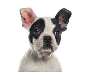 Close-up of a French Bulldog