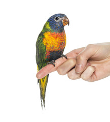 Rainbow Lorikeet perched on a finger