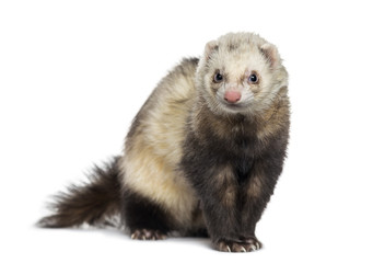 Ferret