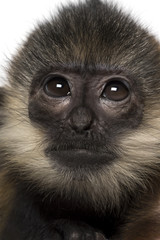 Close-up of a baby Francois Langur (4 months)