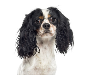 Close-up of a Cavalier King Charles Spaniel (1 year old)