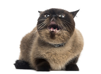 Agressive Persian (2 years old)