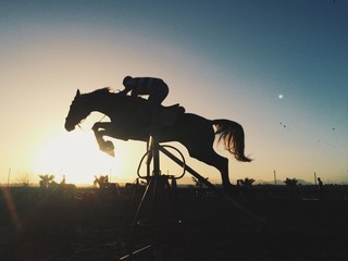 horse silhouette in sunset